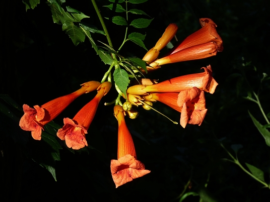 {Campsis radicans}